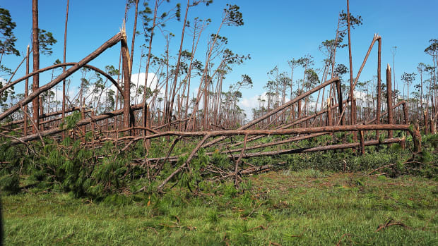 Toppled trees are seen after Hurricane Michael passed through the area on October 11th, 2018, in Mexico Beach, Florida.