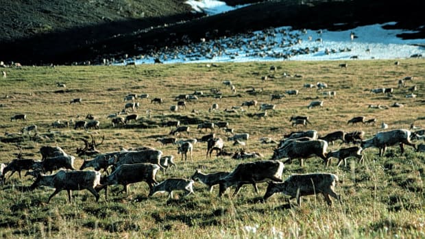 Caribou graze in the Arctic National Wildlife Refuge in Alaska, managed by the U.S. Fish and Wildlife Service.