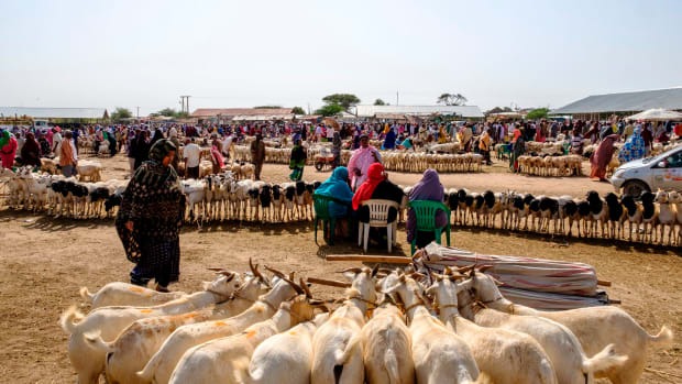 A general view of the livestock market in Hargeisa, Somaliland, on August 18th, 2018.