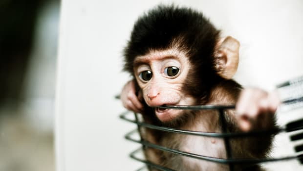 Monkey theory of evolution