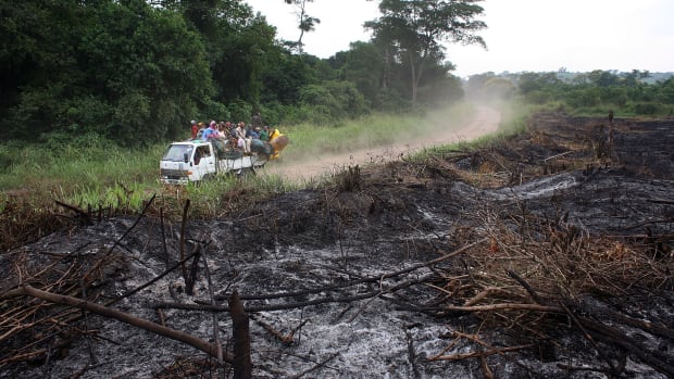 A stretch of jungle, scorched for agricultural use, in the Democratic Republic of Congo.