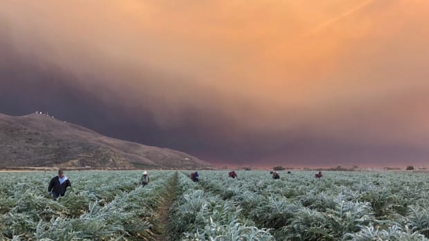 Farmworkers in the south of Oxnard, California, continue to labor underneath dark smoke from the Hill and Woolsey fires burning to the south.