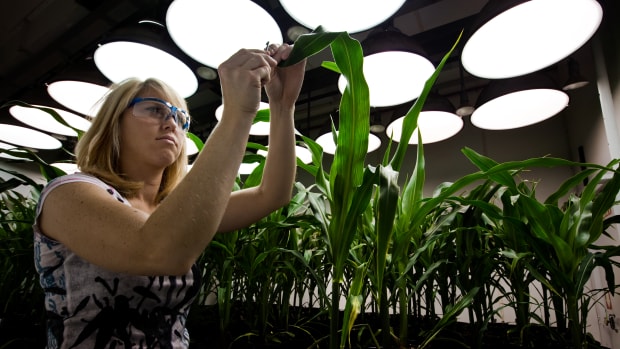 A research biologist takes tissue samples from genetically modified corn plants inside a climate chamber housed in Monsanto agribusiness headquarters in St Louis, Missouri.