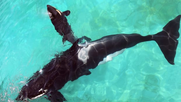 A female orca swims with her calf.