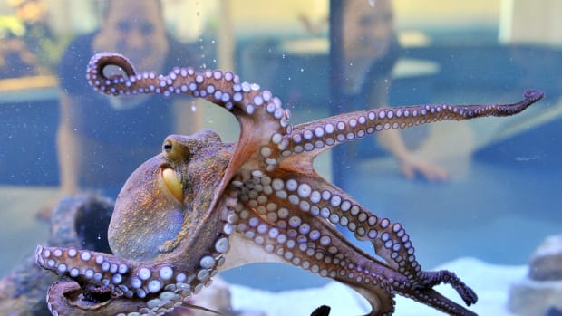 A young octopus on display.