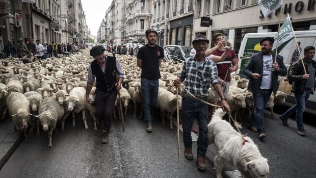French farmers march their animals through the streets of Lyon on October 9th, 2017, to draw attention to rising wolf attacks on sheep herds, and to protest the government's plan for an organized cull.