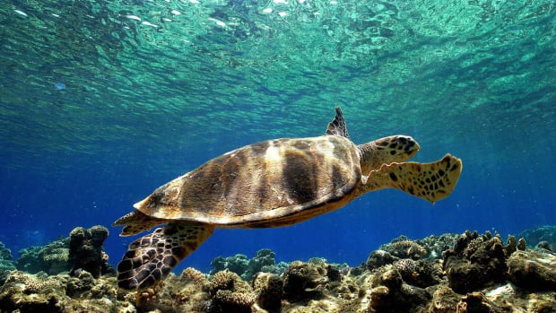 A sea turtle swims in the depth of the Mediterranean sea near Turkey.
