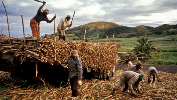 Field workers on a sugarcane farm in Fiji.