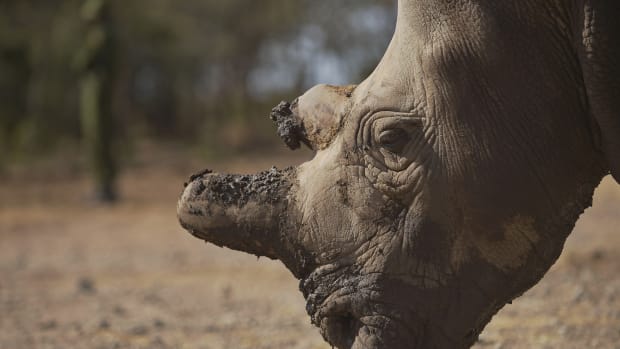Rhino; Endangered Species; Conservation; Wildlife