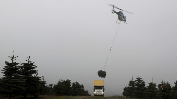A helicopter drops a bundle of freshly harvested Christmas trees into a truck at the Holiday Tree Farms on November 18th, 2017, in Monroe, Oregon.