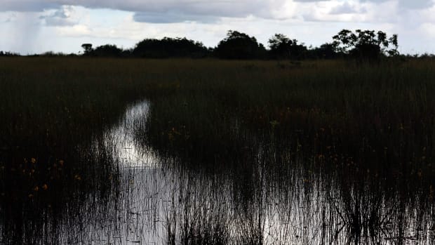 Sawgrass grows in a swampy area in the Everglades National Park, Florida.