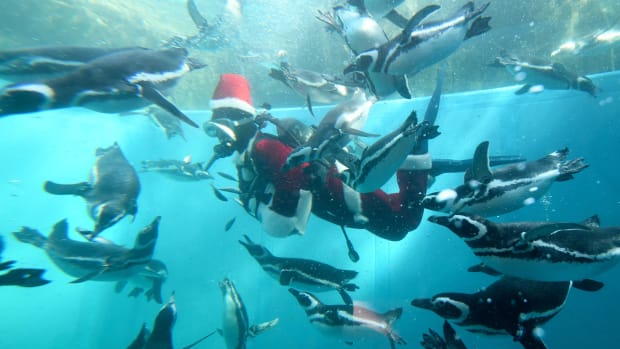 A keeper clad in a Santa Claus costume feeds Magellanic penguins in a water tank as part of Christmas events at Hakkeijima Sea Paradise amusement park in Yokohama, a suburb of Tokyo, on December 5th, 2017.