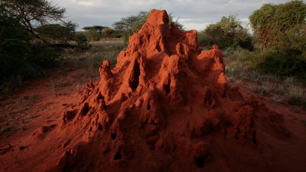 A termite mound catches the evening sun in the Masai Mara Game Reserve, Kenya.