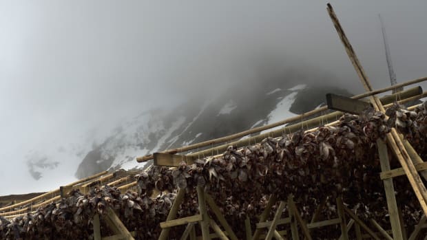 Cod heads hang to dry near Unstad beach in the Lofoten Islands within the Arctic Circle on April 17th, 2015.