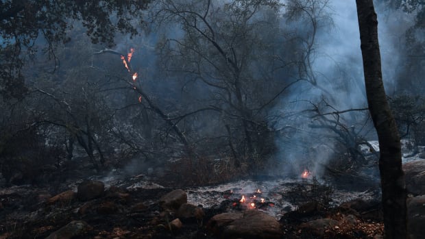 Trees burn in Toro Canyon, California, on December 12th, 2017.