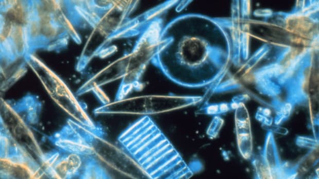 Diatoms are one of the most common types of phytoplankton.