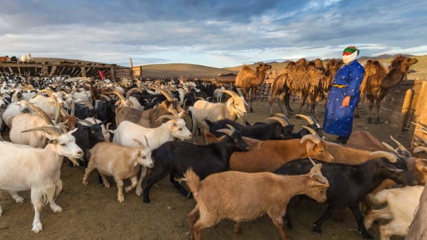 A woman stands next to her herd of goats on July 25th, 2016, in the Omnogovi (South Gobi) province in Mongolia.