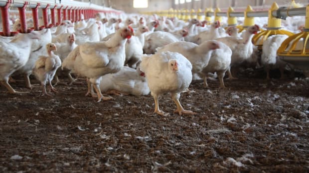 Chickens at a concentrated animal feeding operation (CAFO)