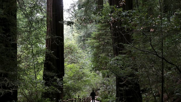 A visitor walks along a path of Coastal Redwood trees at Muir Woods National Monument.