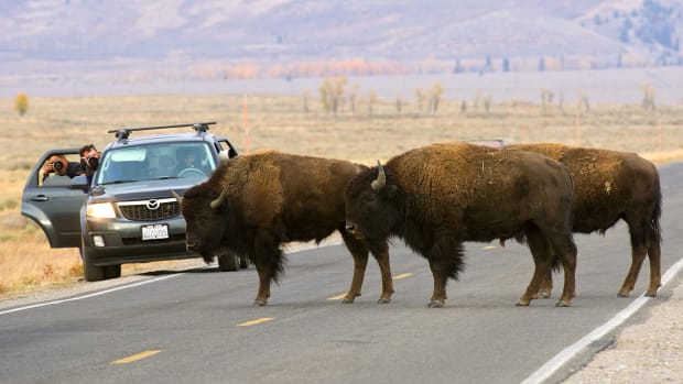 Bison in Grand Teton National Park.