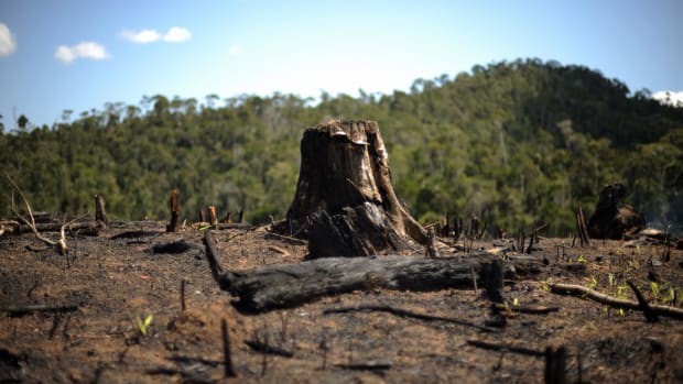 A tree stump sits in a patch of secondary forest that was burned down to make way to a field of rice near Andasibe in southwest Madagascar.