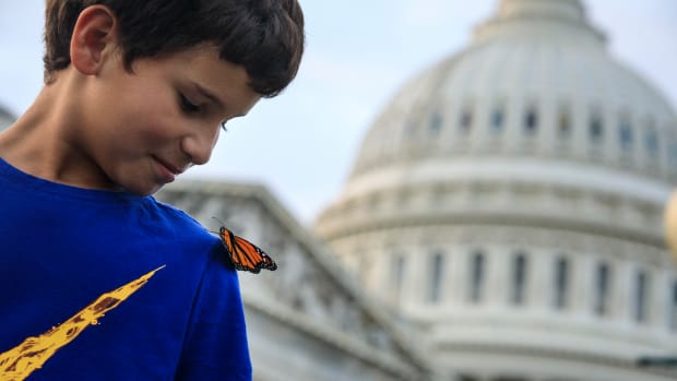A monarch butterfly lands on a boy's shoulder.