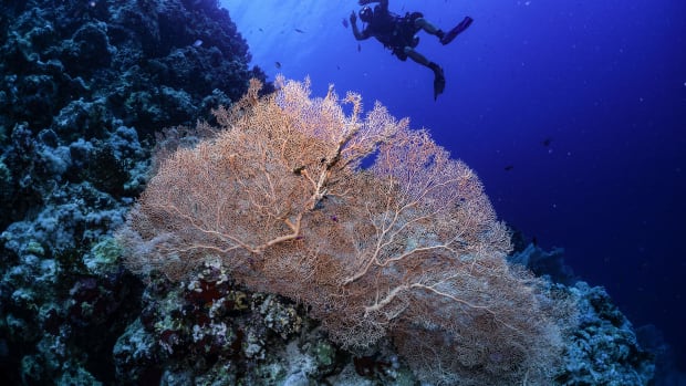 A Gorgonian sea fan on a coral reef.