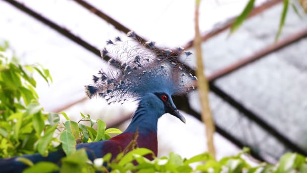 A victorian crowned pigeon, a species native to Papua New Guinea.