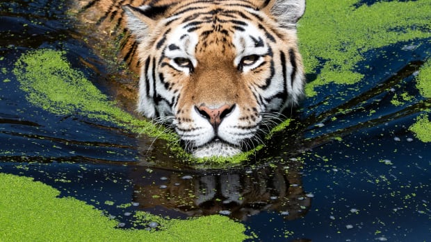 Dasha the tiger cools off in her pool at the zoo in Duisburg, Germany, during the recent European heatwave.