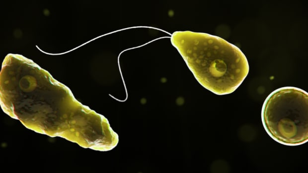 Computer-generated representation of the amoeba Naegleria fowleri, which causes deadly brain infections.