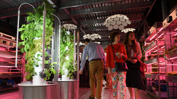Visitors look at vegetables growing under artificial light on a vertical farm, in the IKEA: Gardening Will Save the World garden, in London on May 20th, 2019.