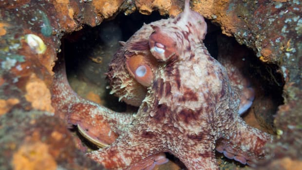 Giant Pacific octopus.