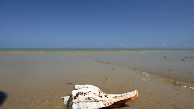 View of sea shell on a beach in Tulear, south west of Madagascar.