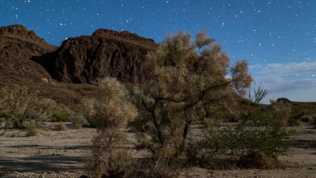 A desert smoke tree is illuminated by half-moon light in the Trilobite Wilderness region of Mojave Trails National Monument near Essex, California.