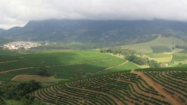 A coffee plantation in São João do Manhuaçu, Brazil.