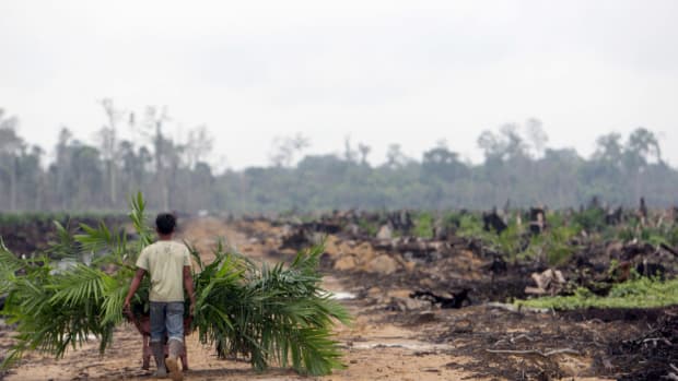A worker harvests leaves from newly planted palm oil trees growing on the site of destroyed tropical rainforest in Kuala Cenaku, Indonesia.