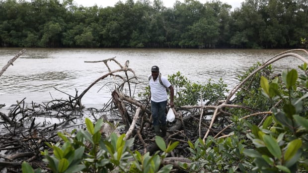 Magloire-Desire Mounganga, an expert from Gabon's National Agency for National Parks, walks over mangroves in the Angondje Nton district of Libreville on May 17th, 2018.
