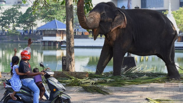 Commuters interact with an elephant as he rests on a public road ahead of the annual Navam Maha Perahera festival of the historic Buddhist Gangaramaya Temple in Colombo, Sri Lanka, on February 18th, 2019. Some 50 elephants, most of them from the central area of Kandy, along with thousands of traditional drummers, dancers, and monks, have gathered in the Sri Lankan capital to participate in the city's biggest two-day annual procession, scheduled for February 18th and 19th.