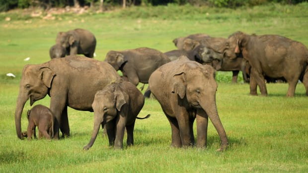 Elephants at Kaudulla National Park.