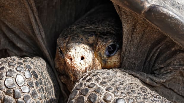 A giant Galapagos tortoise.