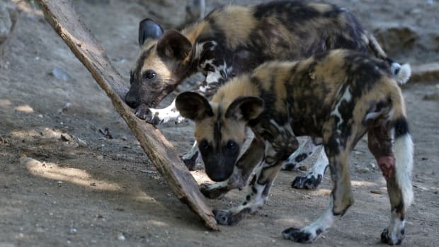 Young African wild dogs also called Lycaon pictus, are pictured on August 25th, 2014, at the Bioparco of Rome.