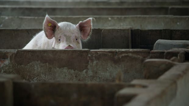 A pig is seen in a pig farm on July 24th, 2007, in Nanjing of Jiangsu Province, China. The highly pathogenic blue-ear disease, also known as Porcine Reproductive and Respiratory Syndrome (PRRS), hit 25 provinces in China during the first five months of that year.