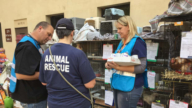 Animal service staff and veterinarians tend to animals in the Oroville shelter, south of Paradise, California, on November 16th, 2018.