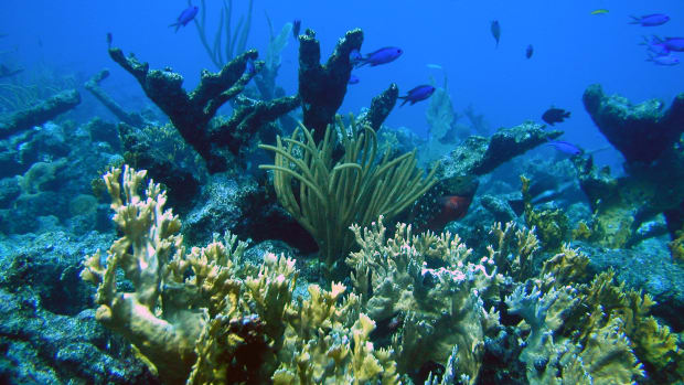 A reef scene off of St. Croix, U.S. Virgin Islands.