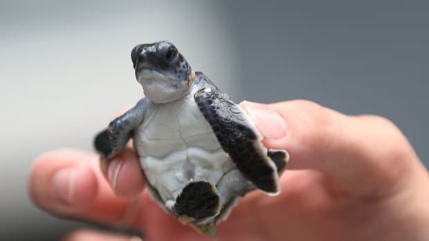 A baby green turtle is held as marine turtle specialists prepare to release the more than 570 baby sea turtles.