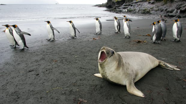 King penguins march behind an elephant seal.