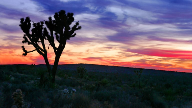 How Desert Advocates Are Trying to Protect the Landscape They Love