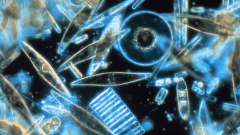 Global Warming Is Putting the Ocean's Phytoplankton in Danger