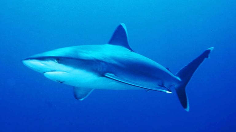 How Shark Trackers Uncovered Illegal Fishing in the Indian Ocean