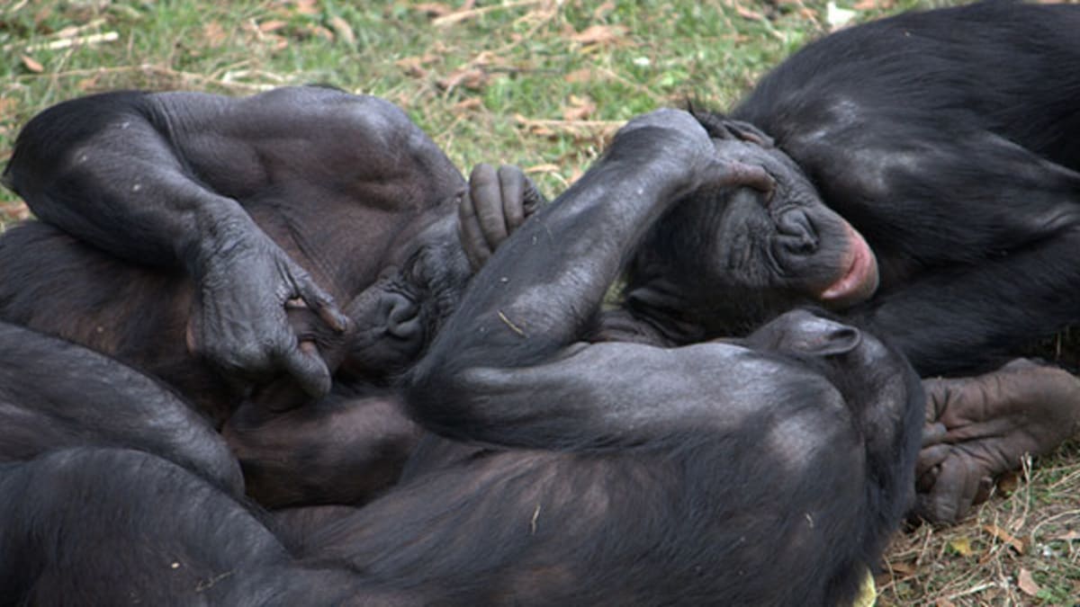 Animal Human Sex Monkey - Bonobos Have Lots of Sex, Are Awesome, May Hold Key to Our Past - Pacific  Standard